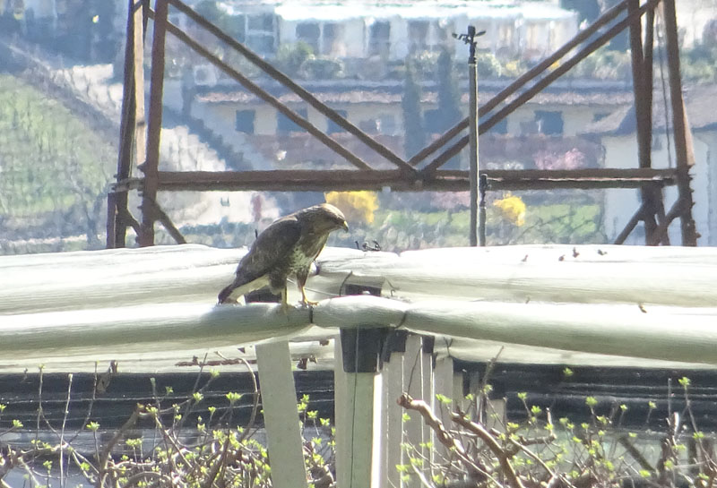 Buteo buteo - Accipitridae